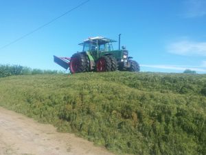Fendt 311 beim Anwalzen