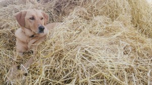 PicsArt_1416227969794